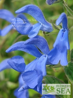 Salvia patens 'Blue Angel'