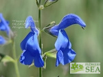 Salvia patens 'Blue Angel'