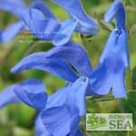 Salvia patens 'Blue Angel'