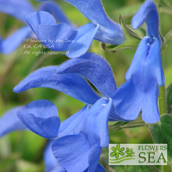 Salvia patens 'Blue Angel'