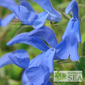 Salvia patens 'Blue Angel'