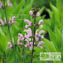 Salvia pratensis 'Rose Rhapsody'