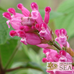 Salvia puberula 'El Butano'