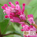 Salvia puberula 'El Butano'