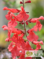 Salvia x 'Scarlet Spires'