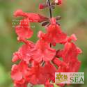 Salvia x 'Scarlet Spires'