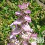 Salvia sclarea 'Wild Form'