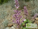 Salvia sclarea 'Wild Form'