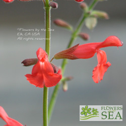 Salvia 'Silke's Dream'