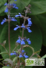 Salvia sinaloensis