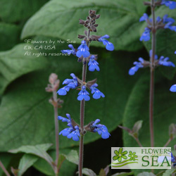 Salvia sinaloensis