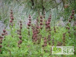 Salvia spathacea