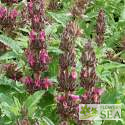 Salvia spathacea