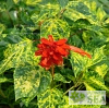 Salvia splendens van houttei 'Dancing Flame'