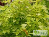 Salvia splendens van houttei 'Dancing Flame'
