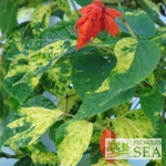 Salvia splendens van houttei 'Dancing Flame'