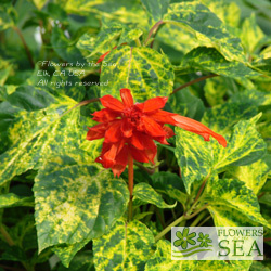 Salvia splendens van houttei 'Dancing Flame'