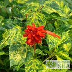 Salvia splendens van houttei 'Elk Giant Orange'