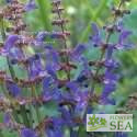 Salvia transsylvanica