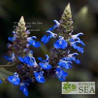 Salvia uliginosa