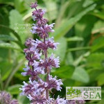 Salvia 'Fancy Dancer'