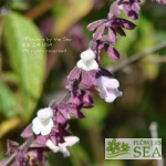 Salvia x 'Waverly'