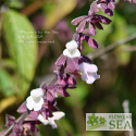 Salvia libanensis 'Pink Form'