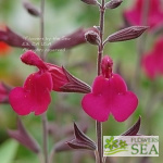 Salvia Raspberry Delight®