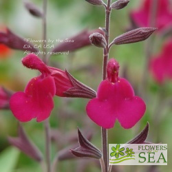 Salvia Raspberry Delight®