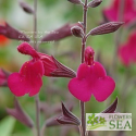 Salvia Raspberry Delight®