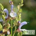 Salvia chamelaeagnea