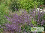 Salvia verticillata 'White Rain'