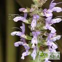 Salvia verticillata 'White Rain'