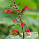 Salvia praeclara