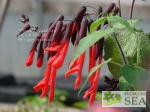 Salvia dombeyi