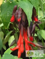 Salvia dombeyi