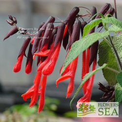 Salvia dombeyi