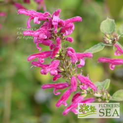 Salvia iodantha