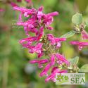 Salvia iodantha