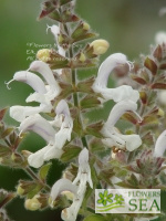 Salvia broussonetii