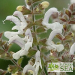 Salvia broussonetii