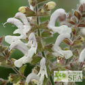 Salvia broussonetii