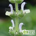 Salvia desoleana