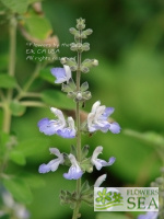 Salvia melissodora