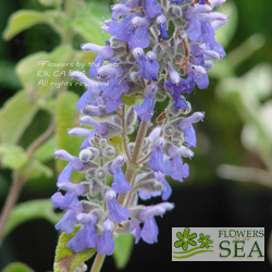 Salvia melissodora