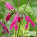 Salvia buchananii