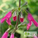 Salvia buchananii