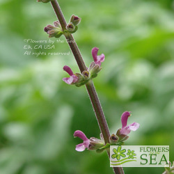 Salvia viscosa