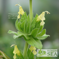 Salvia spathacea 'Avis Keedy'