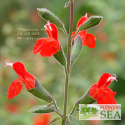 Salvia blepharophylla `Diablo'